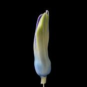 hyacinthknop (hyacinthus orientalis) 3-2013 4288